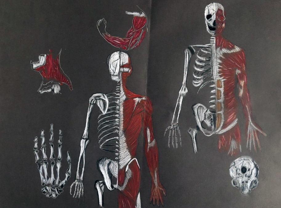 Écorché - Illustration anatomique